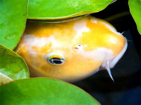 Koi Fish Gallery — Koi Story