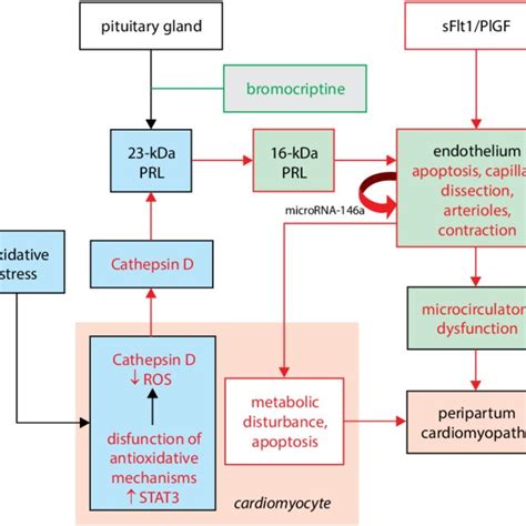 Diagnosis Of Peripartum Cardiomyopathy Ppcm Download Scientific Diagram