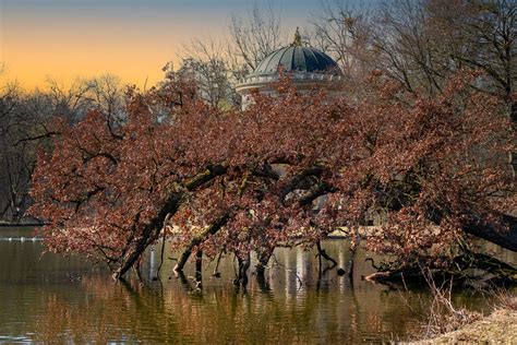 Baum am Badensee Schloßpark Nymphenburg im Hintergrund das Flickr