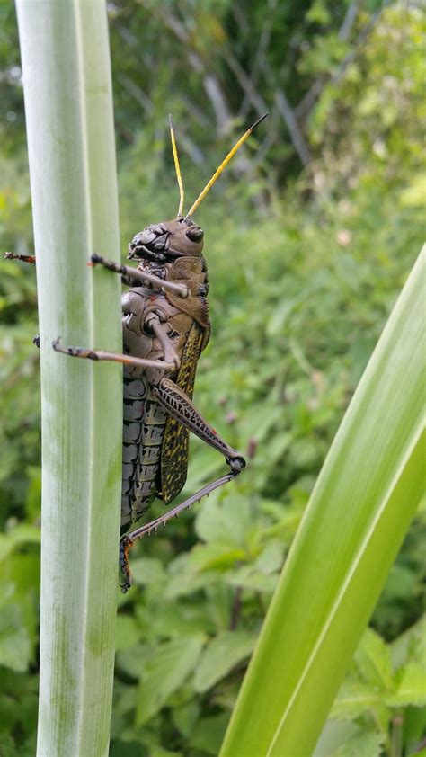 Cricket Insect Brown Free Photo On Pixabay Pixabay