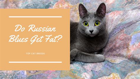 Do Russian Blues Get Fat Top Cat Breeds