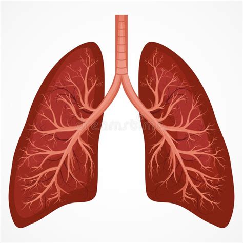 Diagrama Humano De La Anatom A Del Pulm N Ilustraci N Del Vector