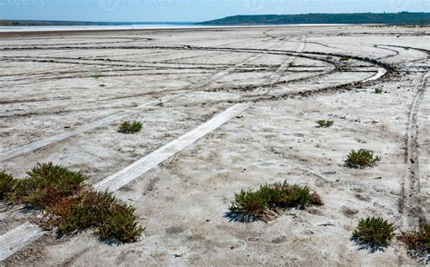 glasswort Salicornia europaea, Salt tolerant plants 49716004 Stock