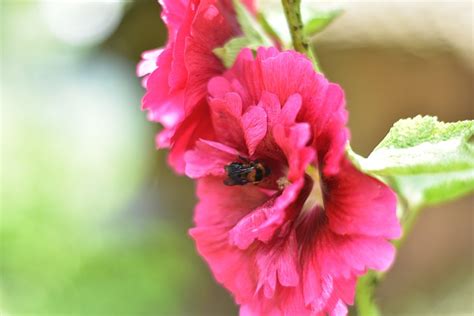 Bee Flower Collecting Nectar Free Photo On Pixabay Pixabay