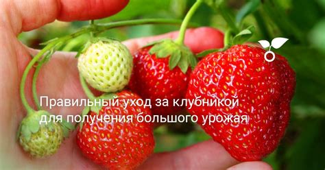 Правильный уход за клубникой для получения большого урожая. Секреты ...