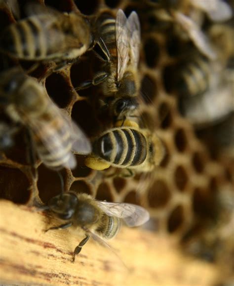 Bienen Imkerei Honigbienen Kostenloses Foto Auf Pixabay