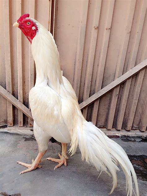 pakistani Aseel/Asil Breed Chicken