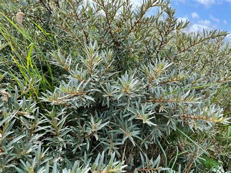 Sea Buckthorn Identification Uk Foraging