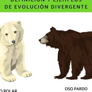 Evoluci N Divergente Definici N Y Ejemplos De Este Fen Meno Eco