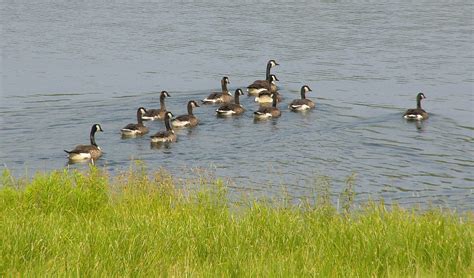 Goose - Desktop Wallpapers, Phone Wallpaper, PFP, Gifs, and More!