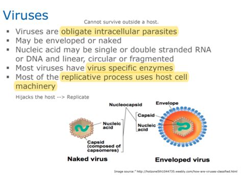 Antiviral Drugs Flashcards Quizlet