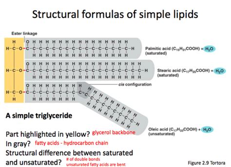 Lecture 7 Lipid Metabolism I Flashcards Quizlet