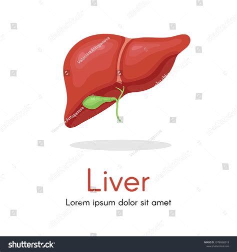 Human Liver Anatomy Structure Vector Hepatic Royalty Free Stock Vector 1978068518