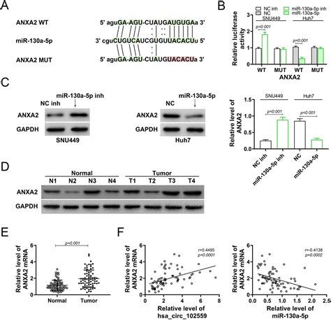 Hsacirc102559 Acts As The Sponge Of Mir 130a 5p To Promote Hepatocellular Carcinoma