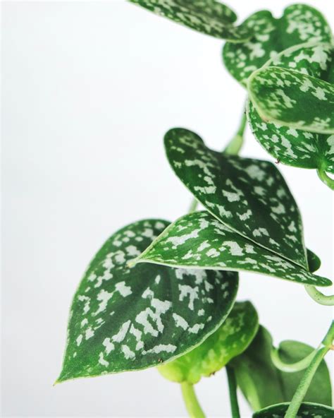 The Ultimate Guide to Pothos Varieties - Houseplant Resource Center