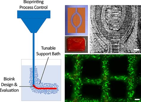 Embedded D Bioprinting Of Gelatin Methacryloyl Based Constructs With