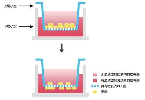 细胞迁移 侵袭实验大揭秘 海南省生物材料与医疗器械工程研究中心