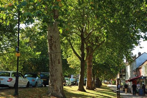 Trees Along High Street © Oast House Archive Geograph Britain And