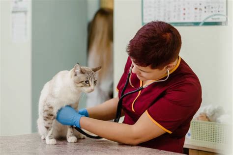 Cu Ndo Llevar A Tu Gato Al Veterinario De Urgencias Veterinario