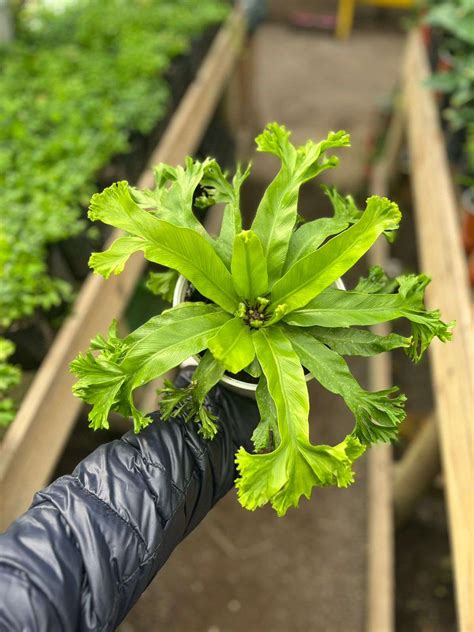 Helecho Asplenium Crissie Vivero De Los Reyes