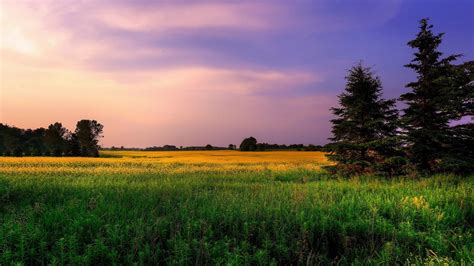 Green grass field and trees, landscape, field, clouds, grass HD ...