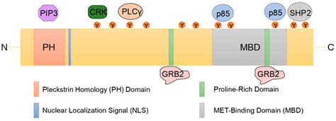 Gab Recruitment Modes To Activated Receptors And Major Gab Signaling