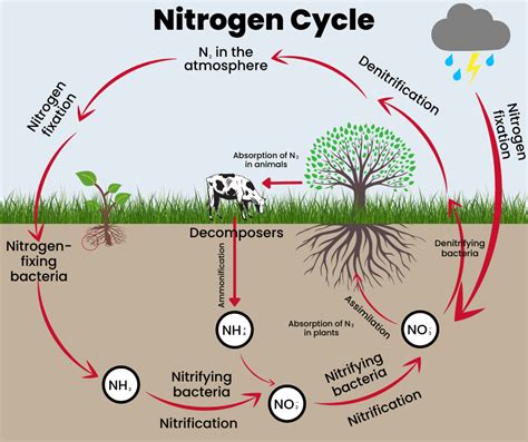 Nitrification In Nitrogen Cycle