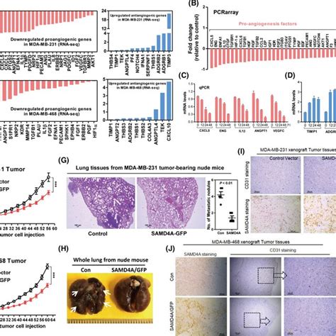 Samd4a Regulates The Expression Of Angiogenesis‐related Genes In Breast