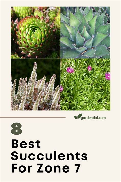 8 Best Succulents For Zone 7 Succulents Zone 7