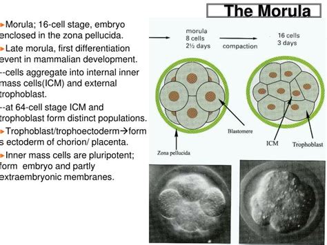 Ppt Cleavage To Gastrulation Powerpoint Presentation Id