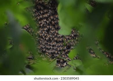 18 526 Tree With Beehive Images Stock Photos Vectors Shutterstock