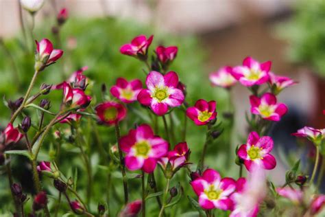 Assorted Perennials