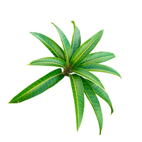 Green Mango Clipart Vector Green Mango Leaves Green Mango Leaves