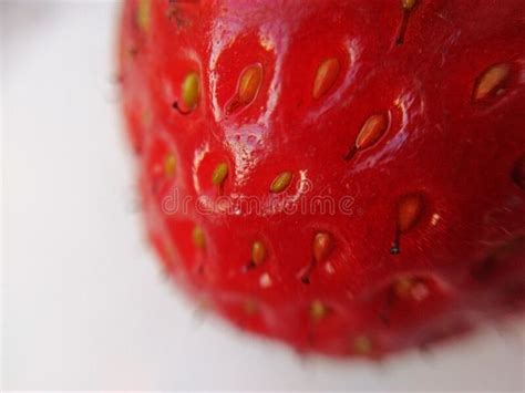 Berry De Fresa Roja Aislada En Fondo Blanco Imagen De Archivo Imagen