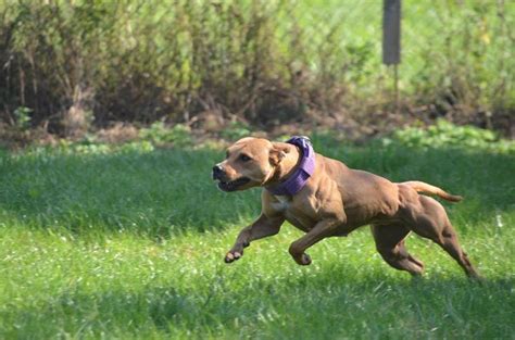 American Pitbull Terrier Adba Dog Performance Pitbull Terrier