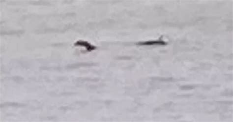 Loch Ness Monster Spotted Off English Coast As Scots Cry We Ve Lost