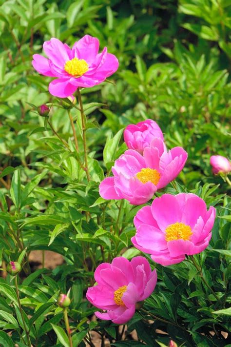 Herbaceous peony stock image. Image of flowering, peony - 182419897