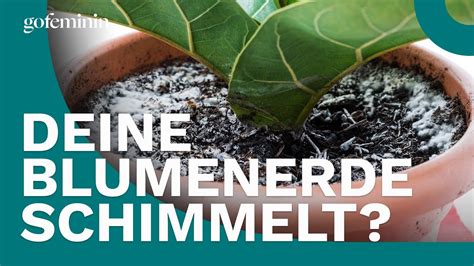 Wei E Flecken Auf Der Blumenerde Warum Du Sofort Handeln Solltest