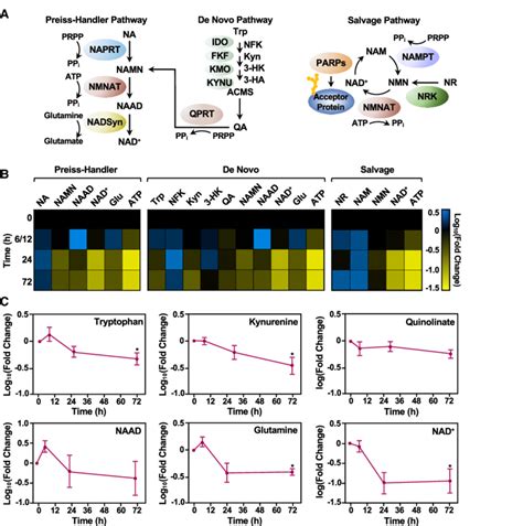 Different NAD Biosynthetic Pathways Are Used In Distinct MESC States