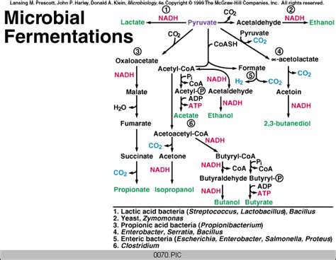 Fermentation