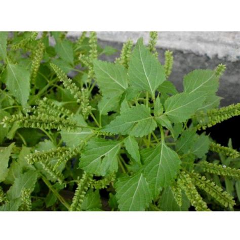 Jual Kg Pohon Daun Sangket Siap Tanam Daun Sangketan Per Pohon