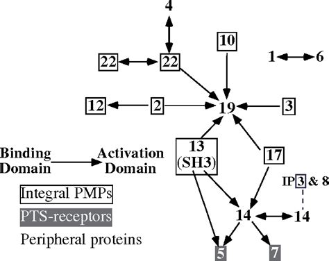 Figure 2 from Import of peroxisomal matrix and membrane proteins ...