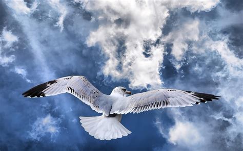 デスクトップ壁紙 自然 空 フライト 雲 海鳥 翼 脊椎動物 カタドリエ アルバトロス ヨーロッパのニシンガール