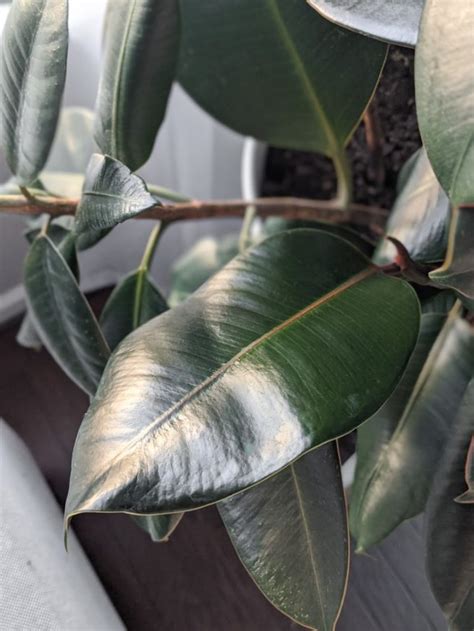 How To Clean Dusty Houseplant Leaves Using A DIY Leaf Shine