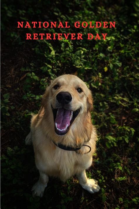 National Golden Retriever Day Petpress