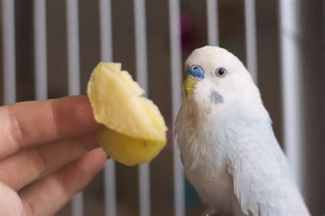 Can Parakeets Eat Fruit List Of Fruit For Parakeets Psittacology