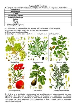 Vegetação Mediterrânea Características - Vegetação e agricultura mediterrânea | DOCX