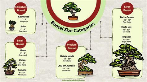 Bonsai Size Classifications - Bonsai Made Simple