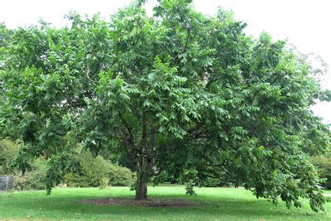 Juglans mandshurica - Trees and Shrubs Online