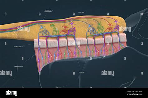 El Bulbo Olfativo Es Un Tejido En La Cavidad Nasal Que Es Responsable